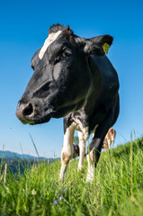 portrait of a happy swiss cow on a meadow in Emmental