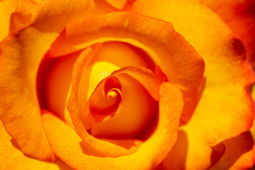 macro yellow sunny orange fresh garden rose with petals 