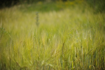 field of wheat