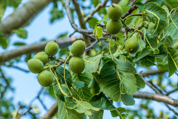 Walnüsse auf einem Walnussbaum im Sommer