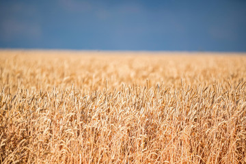 Fototapeta premium Field of ripe wheat under blue sky for natural background