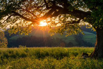 sunset behind a giant tree in Emmental