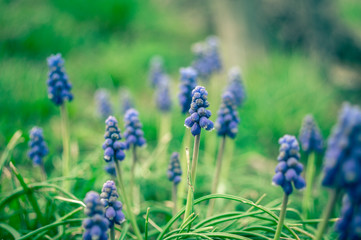 Traubenhyazinthen auf einer Sommerwiese