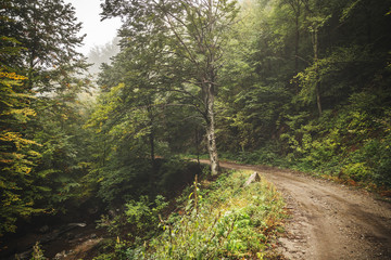 Fototapeta premium Road through the misty woods.