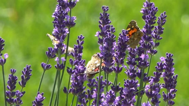 butterflies and bees collect nectar on the blossoming lavender flowers on a sunny day.