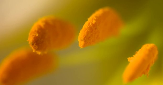 Wild flower anatomy summer macro anther filaments pollen dust style