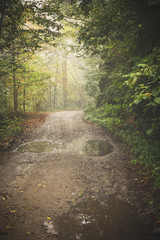 Road through the misty woods.