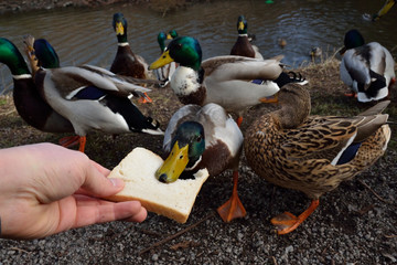 Enten werden mit Brot gefüttert Entenfüttern