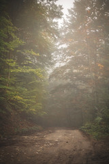 Road through the misty woods.