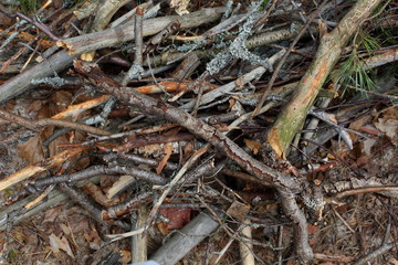 texture of old pine branches on the ground.