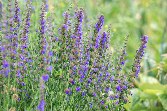 Hyssopus officinalis, known as hyssop, is a herbaceous flowering plant used in traditional medicine and cooking, as well as beekeepers for the production of rich aromatic honey