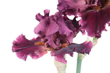 Burgundy red iris flower close-up isolated on white background. Cultivar with ruffled flower from...