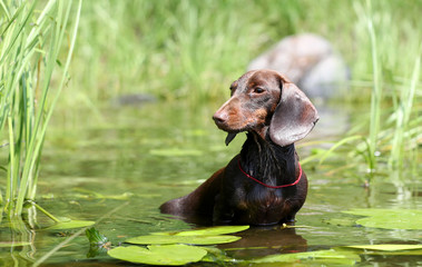 dog dachshund lying on the water