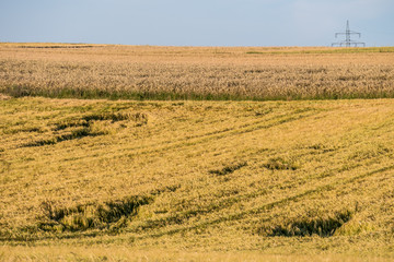 Obraz premium Durch Regen und Wind nieder gedrücktes Kornfeld