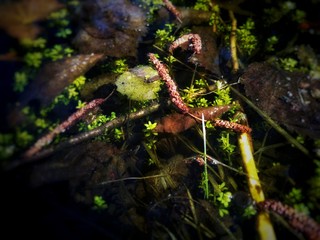 Fototapeta premium endless waters of a small autumn lake