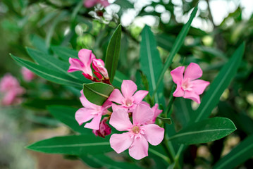 Obraz premium Pink flowers of an oleander with leaves in the summer evening