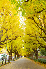 Rows of golden yellow ginkgo trees 