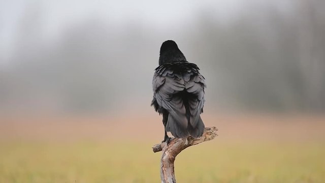 Raven (Corvus corax)