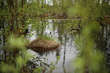 Mire near Granbergsliden in Vasterbotten, Sweden
