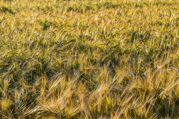 Gerstenfeld kurz vor der Ernte