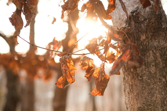 Dead leaves luminated with backlight from the sun during golden hour.