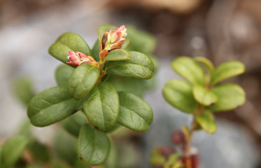 Flower buds of Vaccinium vitis-idaea, the lingonberry