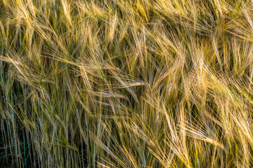 Gerstenfeld kurz vor der Ernte
