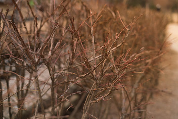 Dead leaves luminated with backlight from the sun during golden hour.