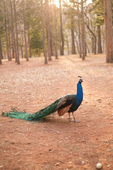 Peacock walking on a park during winter.