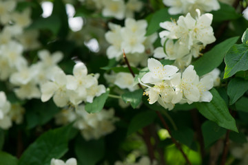 Obraz na płótnie Canvas jasmine closeup. Jasmine blooms. beautiful jasmine flowers