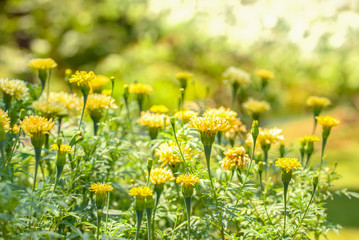 Bright yellow wild flowers under the midday sun
