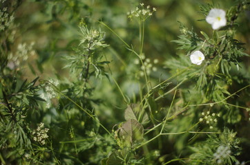 dill and parsley