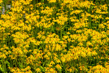 field of yellow flowers