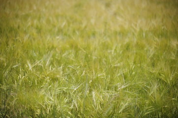 Fototapeta premium field of wheat