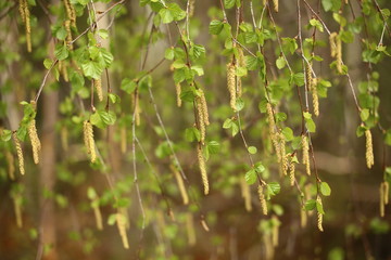 Curtain of leaves and catkins of Betula pendula, the European white birch
