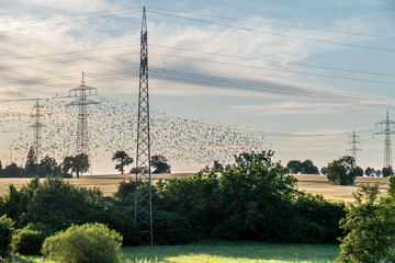 Vogelschwarm fliegt in der Nähe von Strommasten