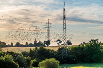 Vogelschwarm fliegt in der Nähe von Strommasten