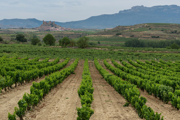 Fototapeta na wymiar Vineyards in summer with San Vicente de la Sonsierra village as background, La Rioja, Spain