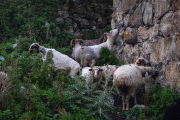 Sheeps licking salt from stones of destroyed svan tower in Adishi village Svaneti Georgia