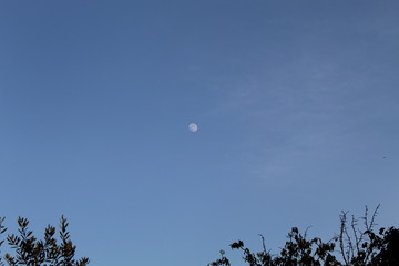 tree and moon