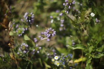 Fototapeta premium flower