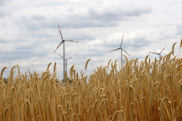 Trockenheit Dürre auf dem Feld in der Landwirtschaft
