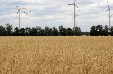 Trockenheit Dürre auf dem Feld in der Landwirtschaft