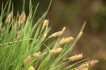 Macro of spikes of Carex nigra, the common sedge