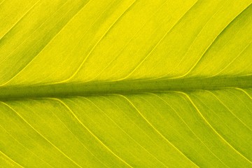 Horizontal macro image of a Peace Lily leaf (Spathiphyllum) with back lighting to highlight the beautiful patterns and textures of the leaf.