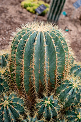 Naklejka na ściany i meble cactus family plants