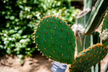 cactus family plants