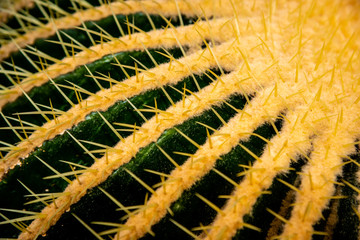 cactus family plants