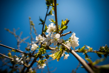 Kirschblüte im Frühling Licht 