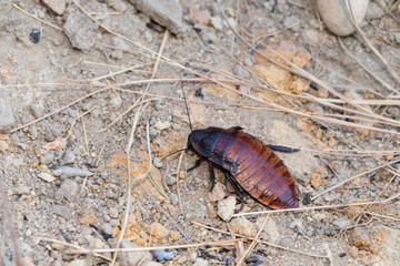 Madagascar hissing cockroach